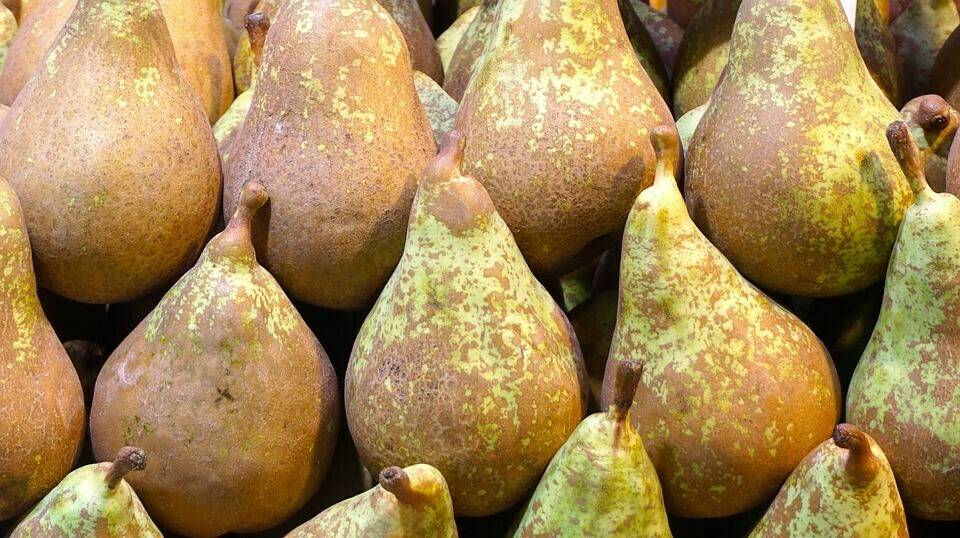pears-1741549_960_720|pear-1788069_960_720